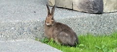 Lepus americanus