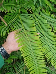 Dicranopteris curranii