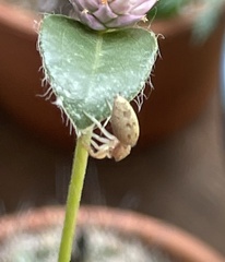 Hentzia mitrata