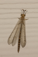 Clathroneuria schwarzi
