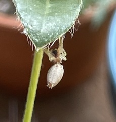 Hentzia mitrata