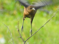 Quiscalus major westoni