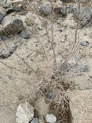 Psorothamnus schottii