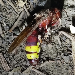 Vespa orientalis