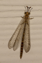Clathroneuria schwarzi