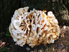 Laetiporus cincinnatus