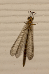 Clathroneuria schwarzi