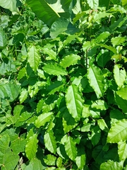 Trichostigma octandrum