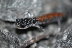 Plethodon yonahlossee