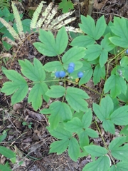 Caulophyllum thalictroides
