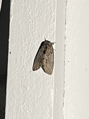 Peridea basitriens