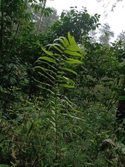 Sphaerostephanos penniger