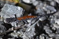 Plethodon yonahlossee