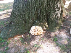 Laetiporus cincinnatus