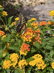 Papilio polyxenes rudkini