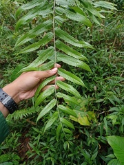 Sphaerostephanos penniger