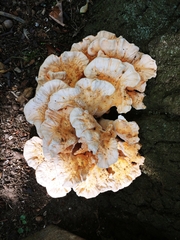Laetiporus cincinnatus