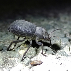 Tenebrionidae