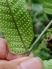 Sphaerostephanos penniger