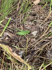 Dichromorpha viridis