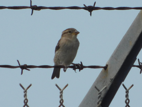 iNaturalist observation photo of House Sparrow