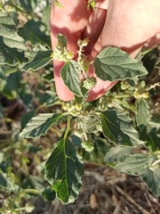 Chrozophora tinctoria