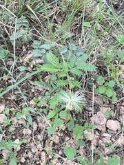 Desmanthus leptolobus