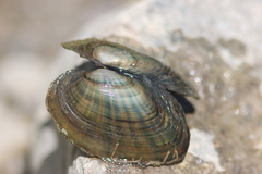 Ortmanniana ligamentina