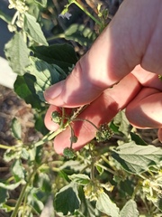 Chrozophora tinctoria