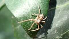 Philodromus