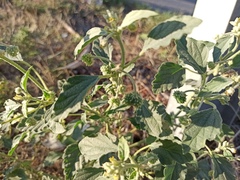 Chrozophora tinctoria