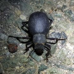 Tenebrionidae