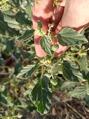 Chrozophora tinctoria