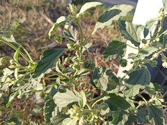 Chrozophora tinctoria