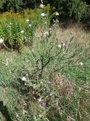 Carduus acanthoides