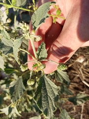 Chrozophora tinctoria