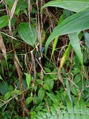 Coeliccia membranipes