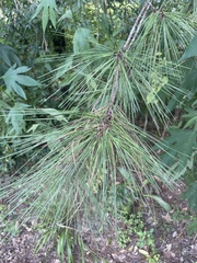 Pinus taeda