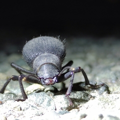 Tenebrionidae