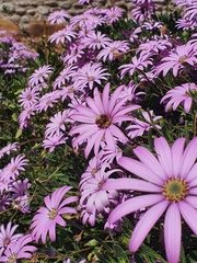 Apis mellifera scutellata