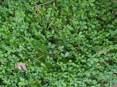 Potentilla reptans