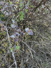 Lonicera albiflora