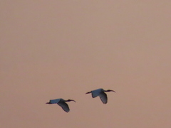 Threskiornis aethiopicus