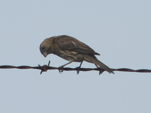 iNaturalist observation photo of House Finch
