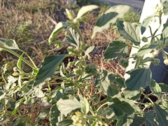 Chrozophora tinctoria