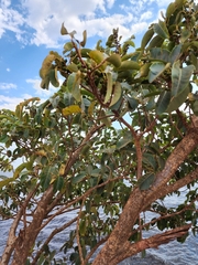 Ficus luschnathiana