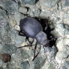 Tenebrionidae