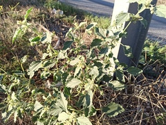 Chrozophora tinctoria