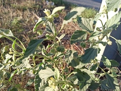 Chrozophora tinctoria