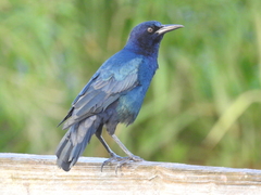 Quiscalus major westoni